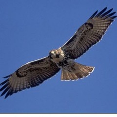 α στερητικό στη λήθη