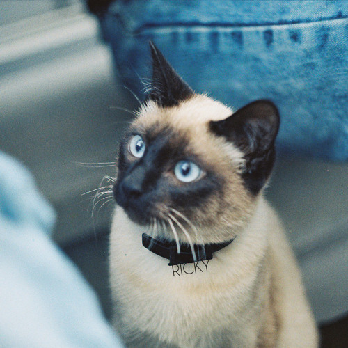 Rotkraft - Ricky Boy [Free Download]