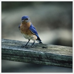 Arjen Duinker | The Bluebird