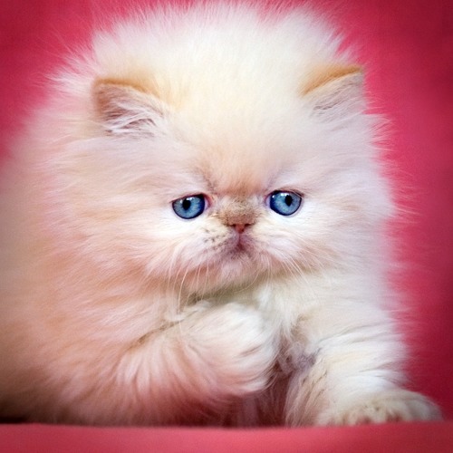 Manman M Te Gen W Ti Chat Li Mare L Nan Piye Tab By Laurie Bean
