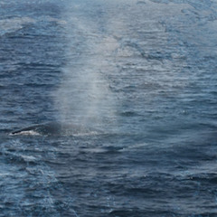 Blue breath 01012013