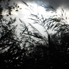 I Miss the Soft Meres and the Flashes