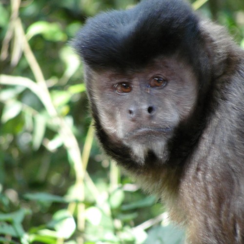 Diego Fantini - Monkeys Inn