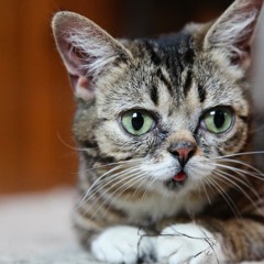 Just A Lil Bub