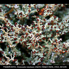 Spiral Vortex - Oniric Liquen