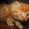 WALE ft TRAVIS PORTER - Folarin One Eye Kitten Song (produced by DIPLO & DJA)