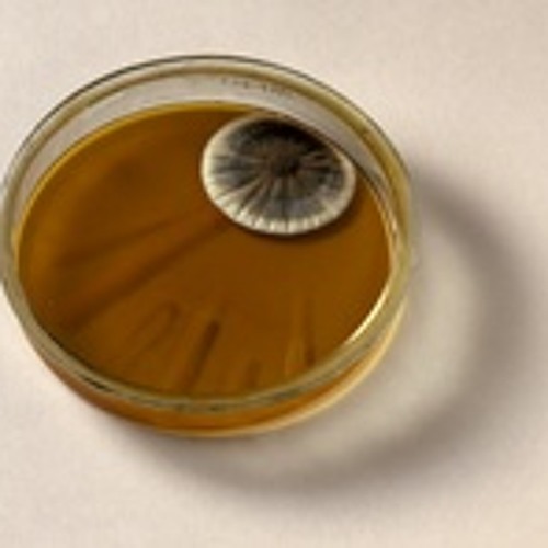 Acid საცივი