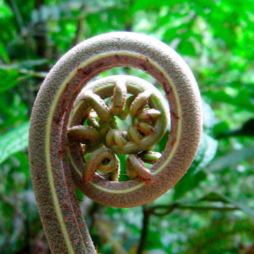 HARMONIC DISSONANCE