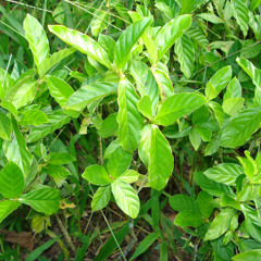 Chacruna