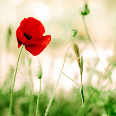 حديقة الوادي مغطى سورها الورد الأحمر