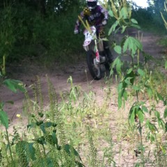 Chedda that green. dont like chorus BUT LOVE VERSES.