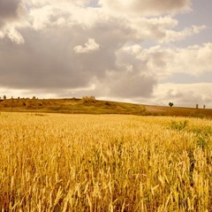 Armenian Rustic Scenes