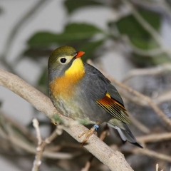 سألوني الناس صولو عود... جلسة من الذكريات من عام 2003