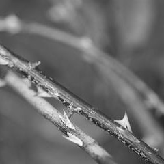 Maria gjennom torne går