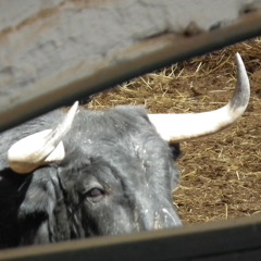 Queen Charles - Come to me (Frantic Virgo edit )