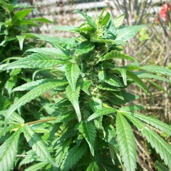 SKUNK BREATH (INSTRUMENTAL)