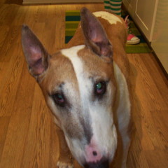 OUT OF THIS WORLD MAJOR SUPER MUTANT FREAK (WAV VERSION)