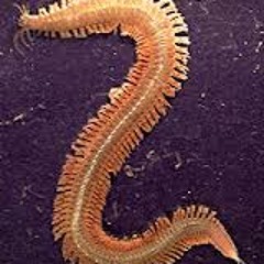 The Radiata 5tet - Spiralia - Feat. S. Ferrian, V. E. Galante, L. Pissavini, C. Quinteros  (2011)