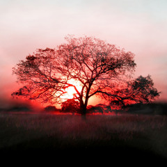 Sunsets