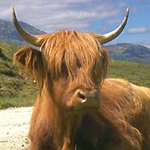 The Dance Of The Long-Haired Highland Cattle