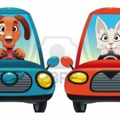 CATS AND DOGS