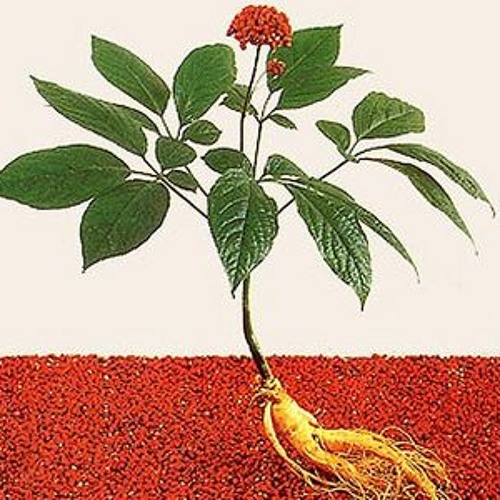 Как выглядит цветок женьшень Stream What Are you Growing in your Ministry? Radishes or Ginseng? by Incubator-