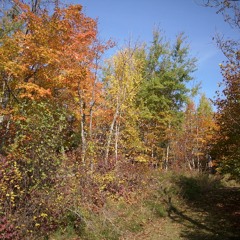 Girl From the North Country [Bob Dylan]