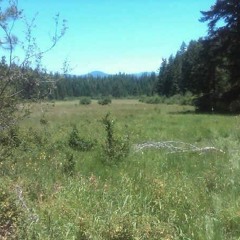 Sad Music for Happy Humans - A Forest Moving.mp3