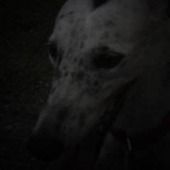 Salvia divinorum - Lucia no Limbo