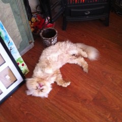 Bassende Konijnen (Dubstep Set)