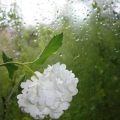 The spring rain and piano...
