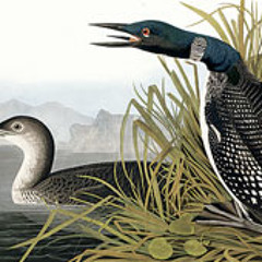 Loon's Delight
