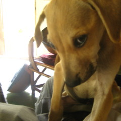 Wishes don't do dishes - the D (what my Mama told me....enter FrenZwan the stuffynose )