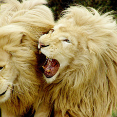 Trial reggae free pos dreds