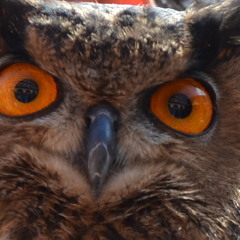 Kler ft Narra DV - Entra en mis ojos