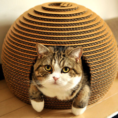 Cashmere Cat - Mirror Maru (Dank Zappa's Jungle Bootleg) [FREE DOWNLOAD]