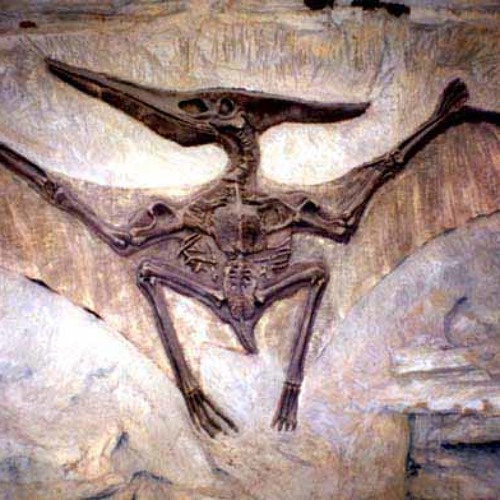 Why Did I Kill My Wife?