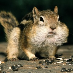 Eain Lwan Thu ( Y Wine)