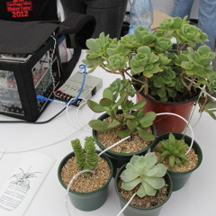 Pulsu(m)Plantae versión serial