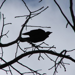 Whorlweaver Live NTC 1-6-13