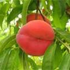 Insanoflex (BarePeachyRemix)