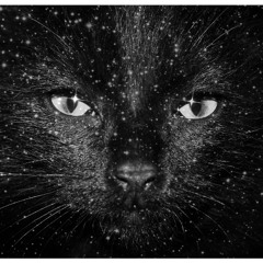 Moon Cat