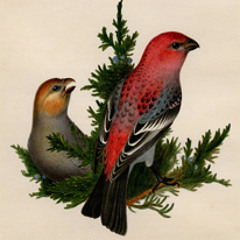28071012 GROSBEAK