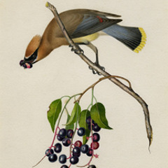 01042012 WAXWING