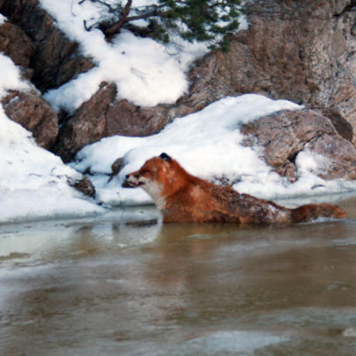 Fox stuck in ice