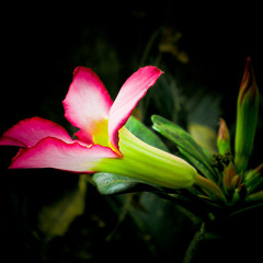 ODESA : Desert flower