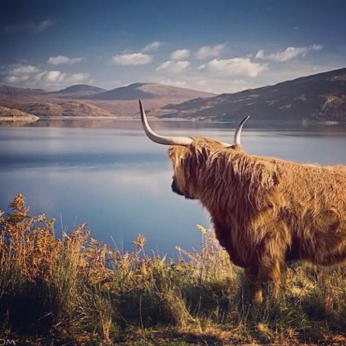 Stream You Better Run Records Listen to Cow & Lake playlist online