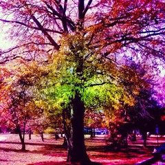 German Serenades, Wedding Nights