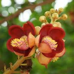 အတိုင္းအဆမဲ့ - ေဆာင္းဦးလိႈင္