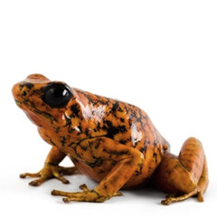 Madame la girafe 2013